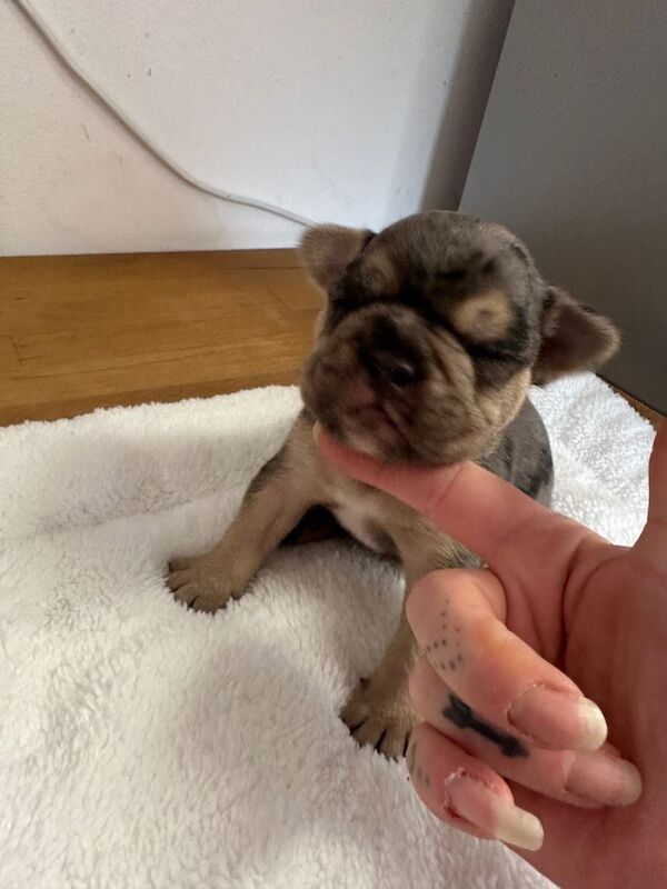 Beautiful litter of 8 French bulldog pups - Image 2 of 3