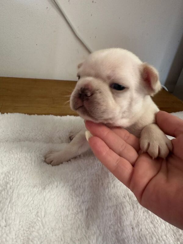 Beautiful litter of 8 French bulldog pups - Image 3 of 3