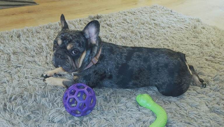 Frenchie Puppies For Sale