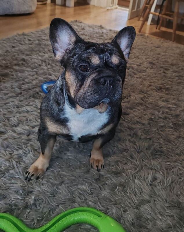 Beautiful Merle 2 Year Old French Bulldog Girl – Looking for a Loving Home in Rochester - Image 2 of 3