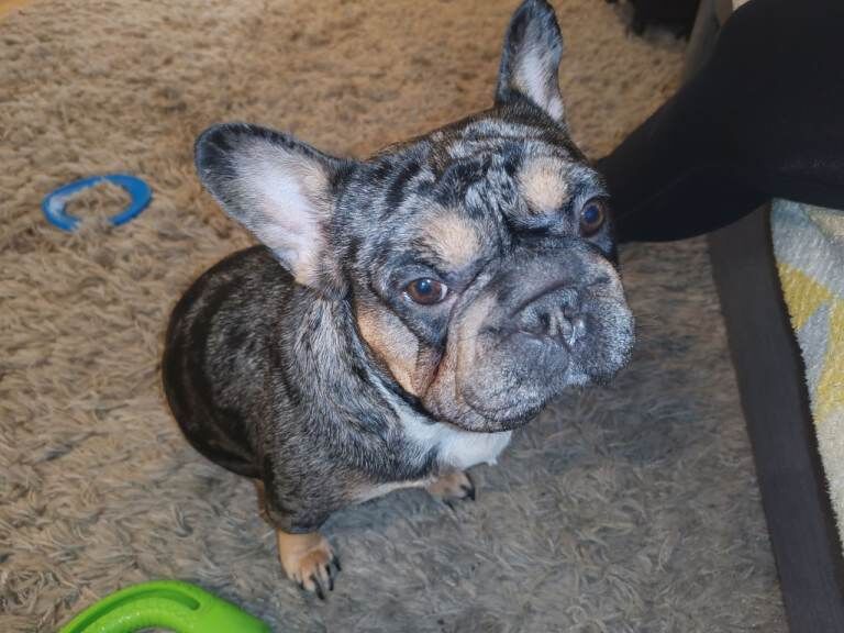 Beautiful Merle 2 Year Old French Bulldog Girl – Looking for a Loving Home in Rochester - Image 3 of 3