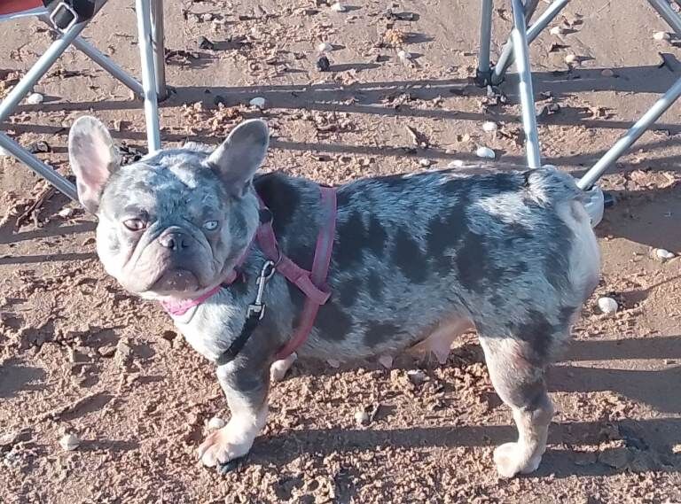 French Bulldog puppies for sale in Pontardawe, Swansea – 1 year old
