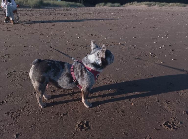 French Bulldog puppies for sale in Pontardawe, Swansea – 1 year old - Image 2 of 3