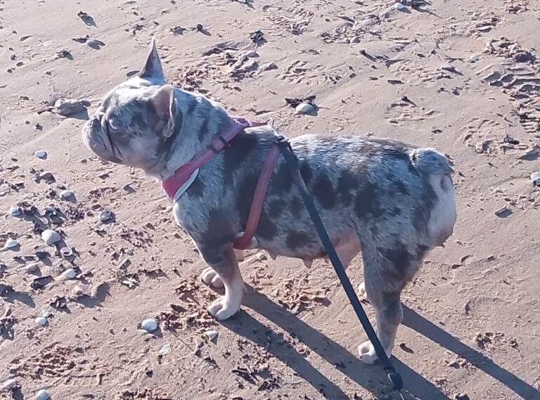 French Bulldog puppies for sale in Pontardawe, Swansea – 1 year old - Image 3 of 3