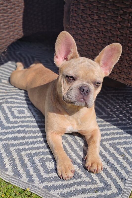 Beautiful peggy 6 months old