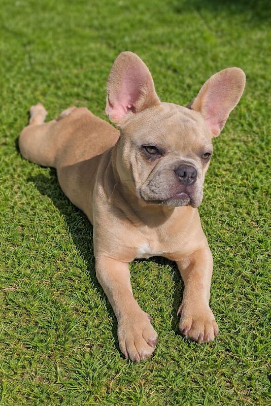 Beautiful peggy 6 months old - Image 8 of 9