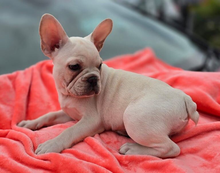 French Bulldog puppies for sale in Moseley, West Midlands – 10 weeks old