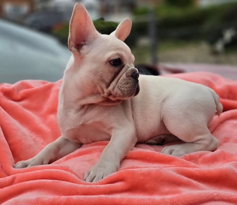 French Bulldog puppies for sale in Moseley, West Midlands – 10 weeks old - Image 2 of 3