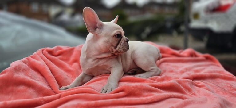 French Bulldog puppies for sale in Moseley, West Midlands – 10 weeks old - Image 3 of 3