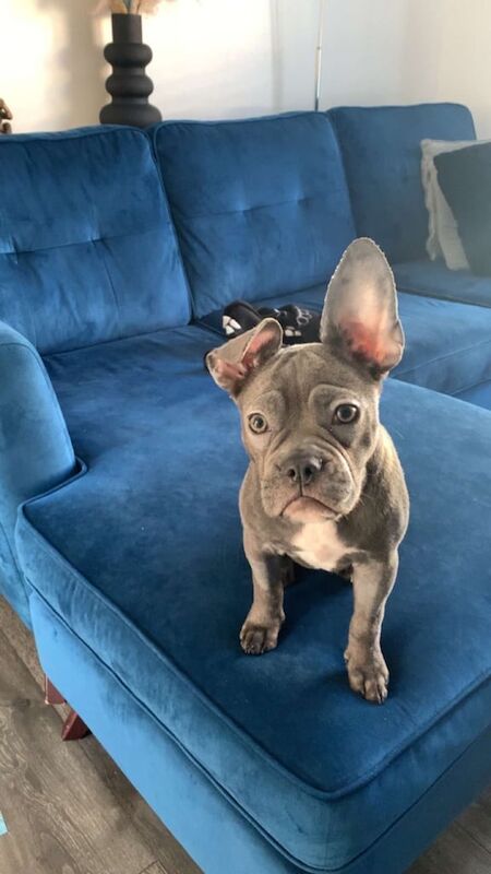 Beautiful pup french cross english bulldog for sale in Edinburgh, City of Edinburgh