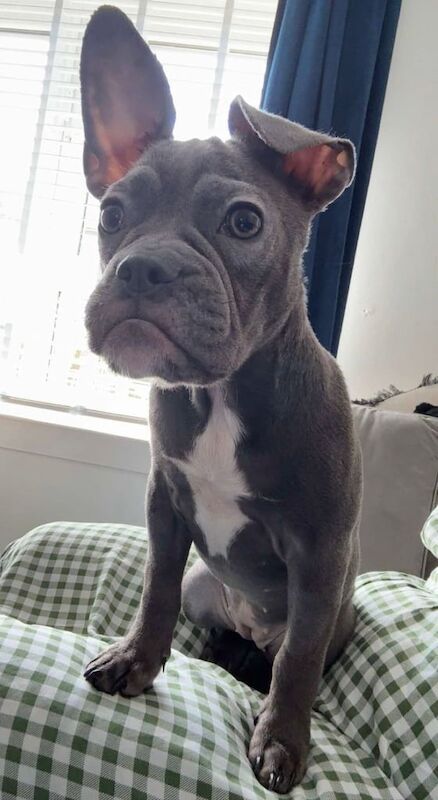 Beautiful pup french cross english bulldog for sale in Edinburgh, City of Edinburgh | Image 2