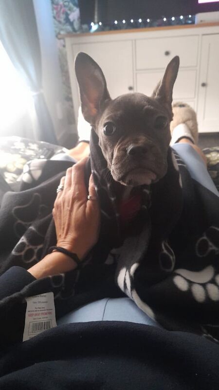 Beautiful pup french cross english bulldog for sale in Edinburgh, City of Edinburgh | Image 3