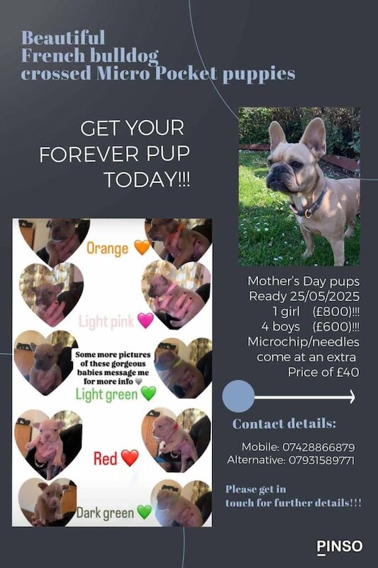 Beautiful puppies 4sale for sale in Bootle, Merseyside