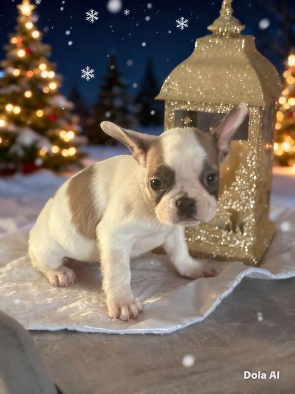 French Bulldog puppies for sale in Plymouth, Devon – 4 months old