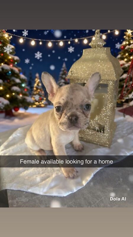 French Bulldog puppies for sale in Plymouth, Devon – 4 months old - Image 3 of 3