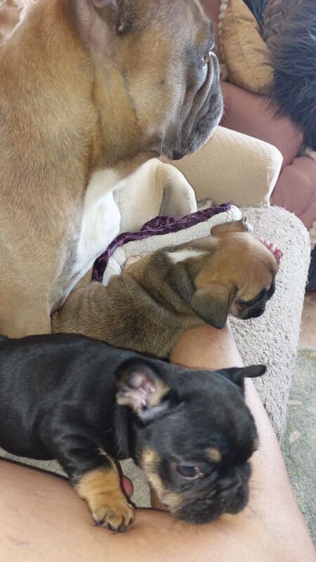 beautiful solid boy £2500 for sale in Bedfordshire - Image 2