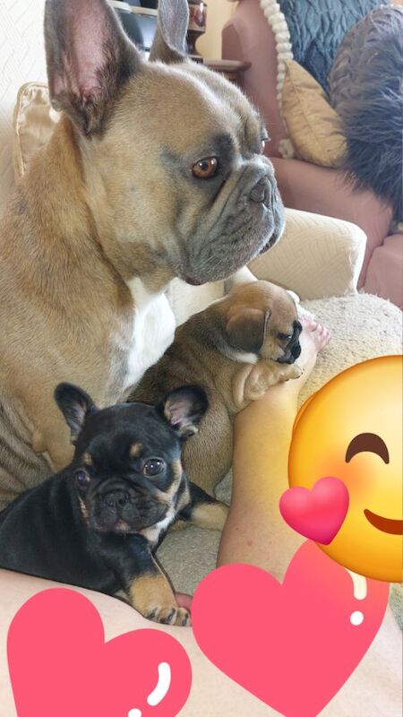 beautiful solid boy £2500 for sale in Bedfordshire | Image 3