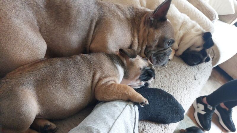 beautiful solid boy £2500 for sale in Bedfordshire | Image 4