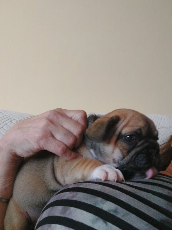 beautiful solid boy £2500 for sale in Bedfordshire - Image 7