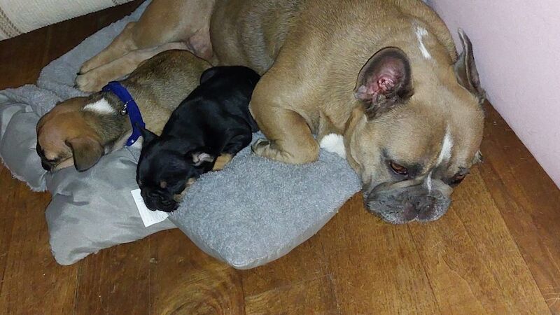 beautiful solid boy £2500 for sale in Bedfordshire - Image 9