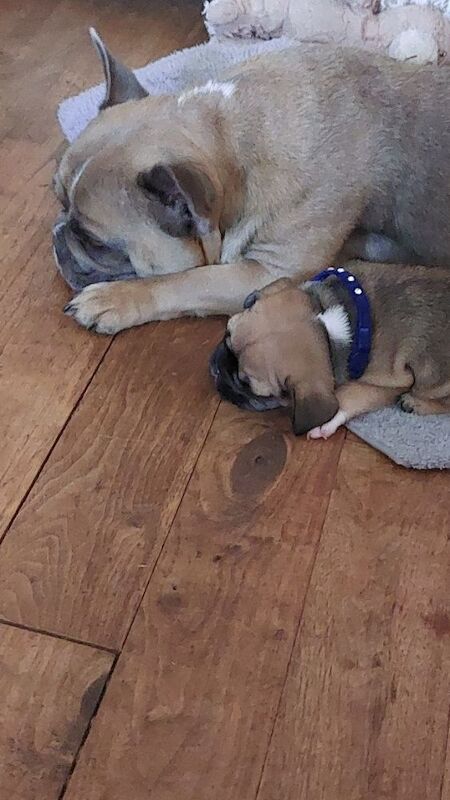 beautiful solid boy £2500 for sale in Bedfordshire - Image 10