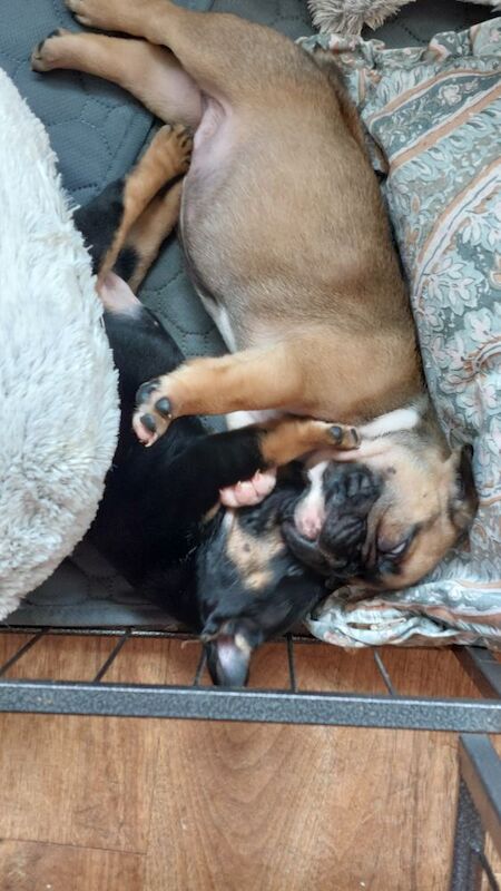 beautiful solid boy £2500 for sale in Bedfordshire - Image 13