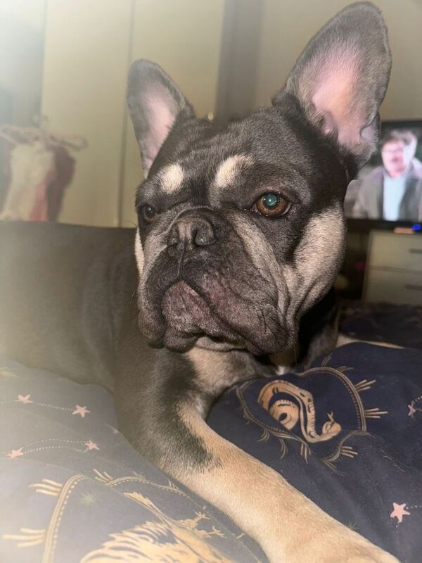 French Bulldog puppies for sale in Bursledon, Hampshire – KC registered, 4 weeks old