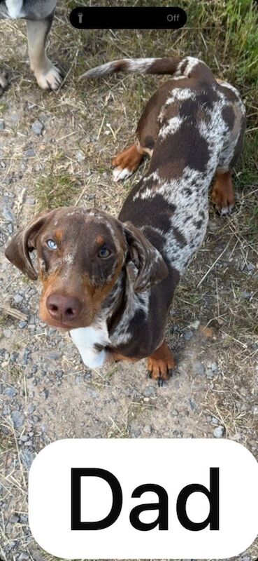 Beautiful & unique French Bull-Wiener Puppies – 4 Weeks Old! - Image 2 of 6