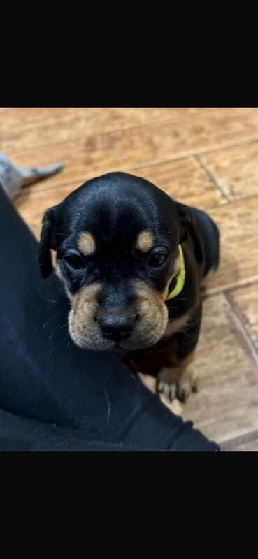 Beautiful & unique French Bull-Wiener Puppies – 4 Weeks Old! - Image 3 of 6