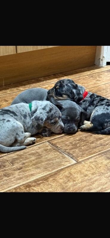 Beautiful & unique French Bull-Wiener Puppies – 4 Weeks Old! - Image 5 of 6