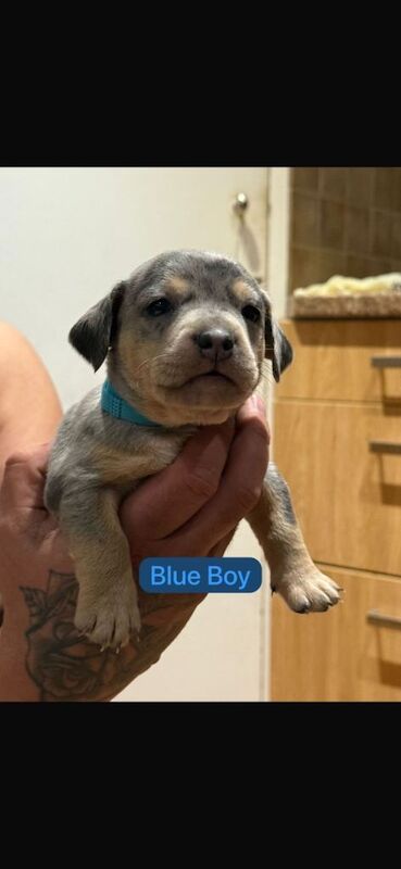 Beautiful & unique French Bull-Wiener Puppies – 4 Weeks Old! - Image 6 of 6