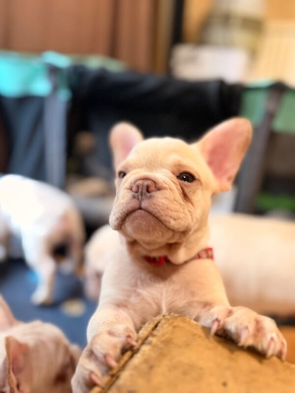 Beautiful White Frenchies READY NOW - Image 2 of 4