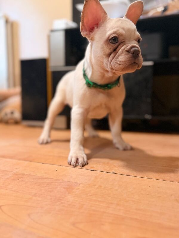 Beautiful White Frenchies READY NOW - Image 3 of 4