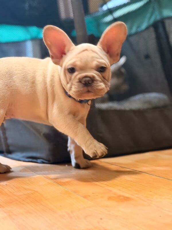 Beautiful White Frenchies READY NOW - Image 4 of 4
