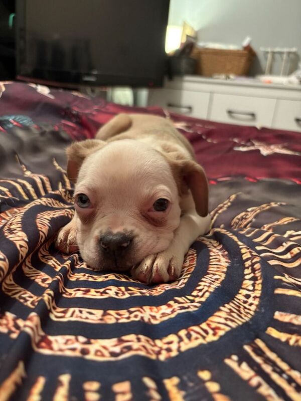 Bella - female - Image 2 of 5