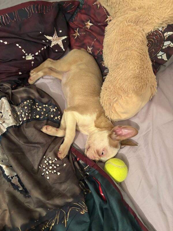 Bella - female - Image 3 of 5