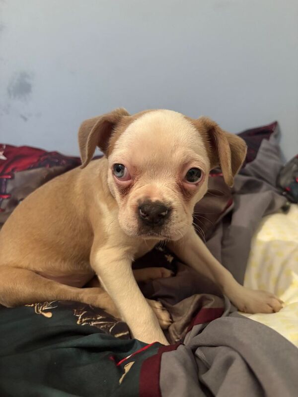 Bella - female - Image 4 of 5