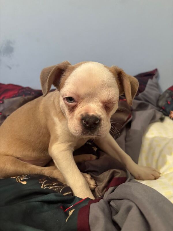 Bella - female - Image 5 of 5