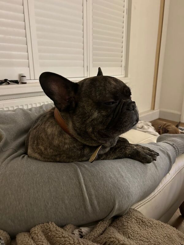 Bernie the French Bulldog for sale in Welwyn Garden City, Hertfordshire
