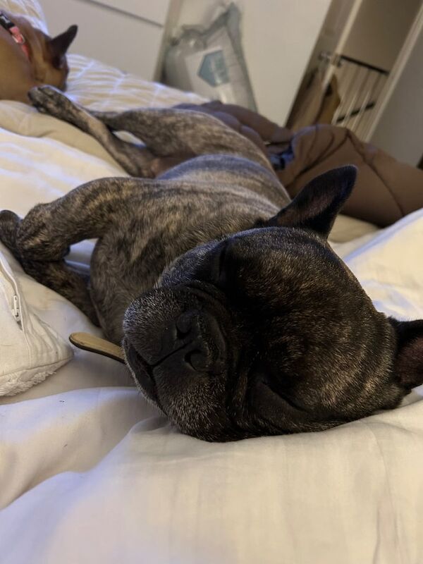 Bernie the French Bulldog for sale in Welwyn Garden City, Hertfordshire | Image 3