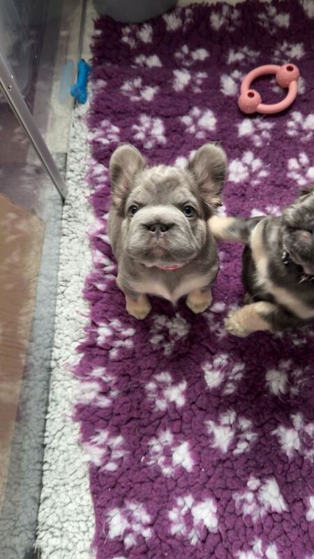 Big rope fluffy frenchies - Image 2 of 4