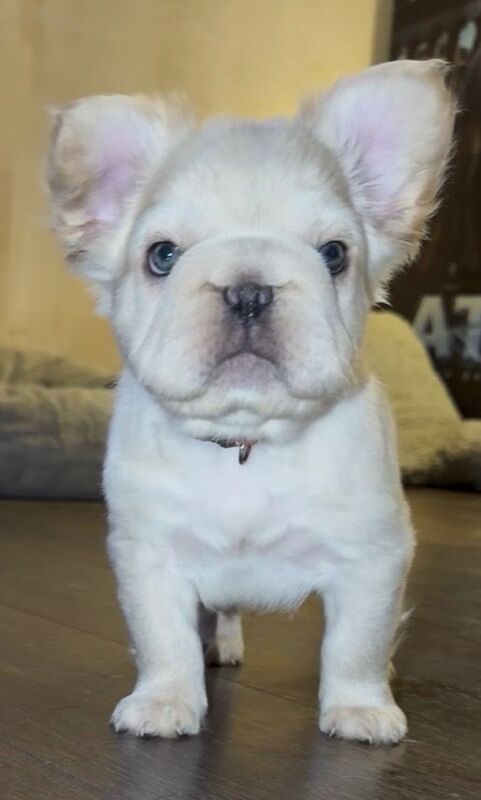 Big rope fluffy frenchies - Image 4 of 4