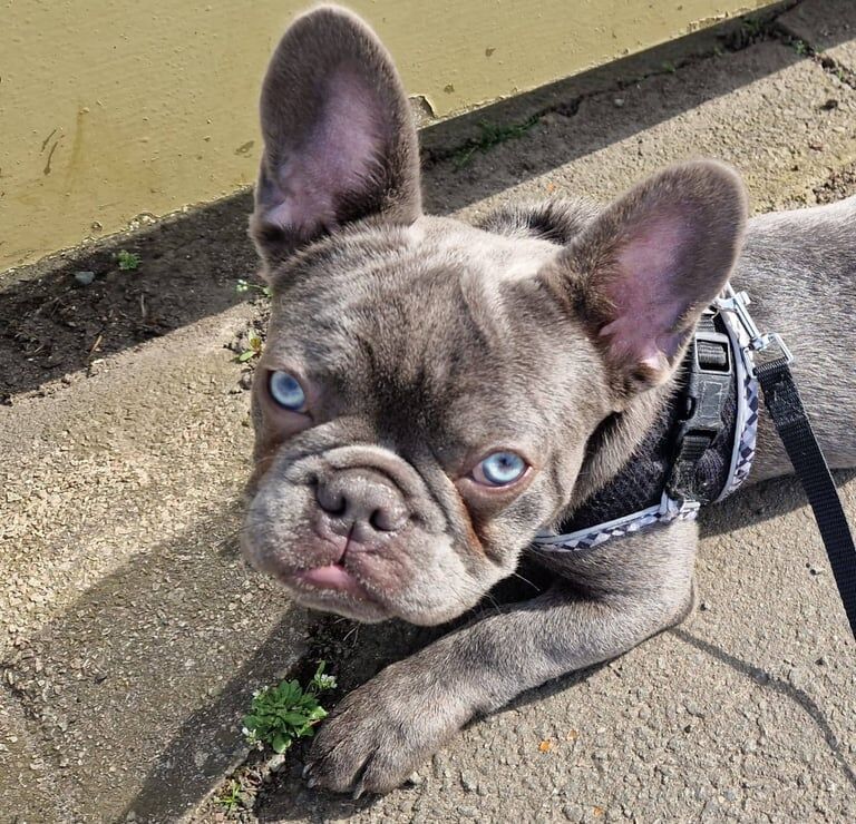 French Bulldog puppies for sale in East End, East Riding of Yorkshire – 8 months old