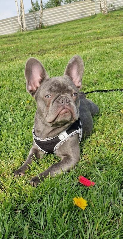 French Bulldog puppies for sale in East End, East Riding of Yorkshire – 8 months old - Image 2 of 3
