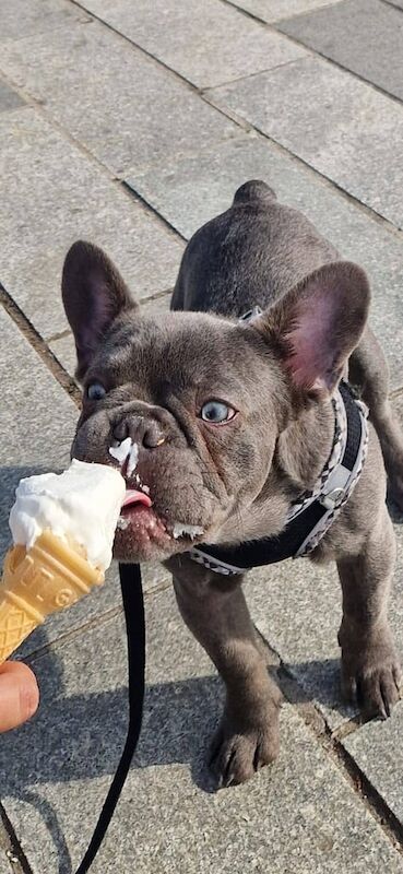 French Bulldog puppies for sale in East End, East Riding of Yorkshire – 8 months old - Image 3 of 3