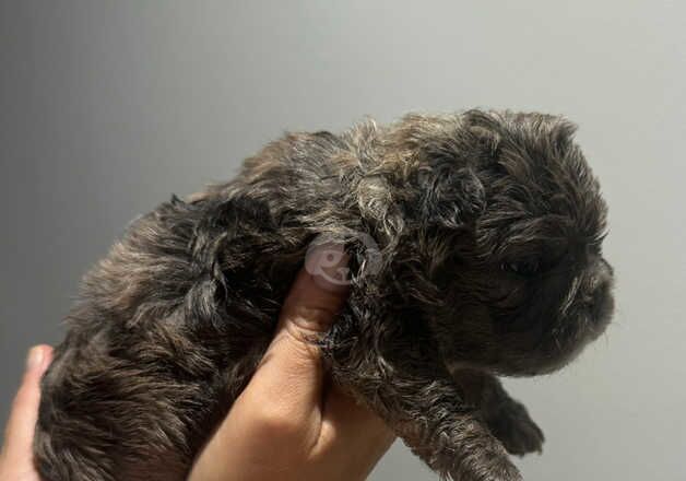 Bigrope floodle caramel pink producer - Image 2 of 4