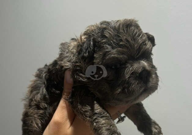 Bigrope floodle caramel pink producer - Image 3 of 4