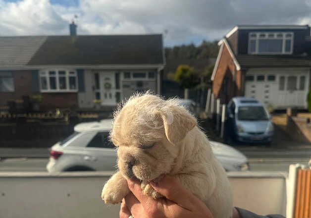 Bigrope floodle caramel pink producer - Image 4 of 4