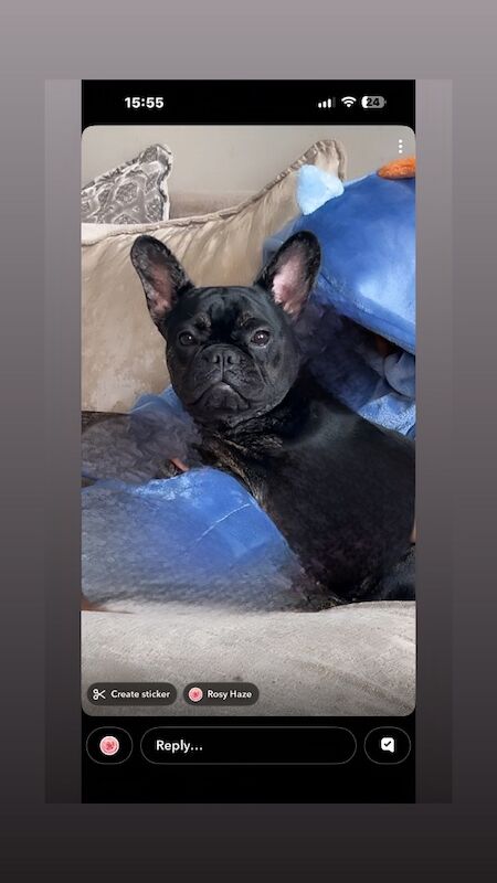 Black 10 month old female french bulldog