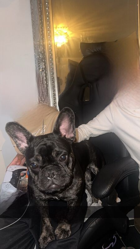 Black 10 month old female french bulldog - Image 2 of 3